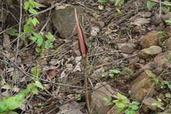 Amorphophallus commutatus